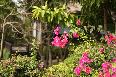 
De magnifiques fleurs parsment l'le de wuzhizhou.
 